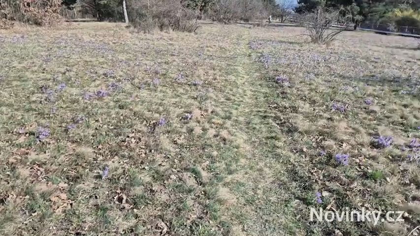 Fialová záplava. Na Kamenném vrchu v Brně rozkvetly tisíce konikleců